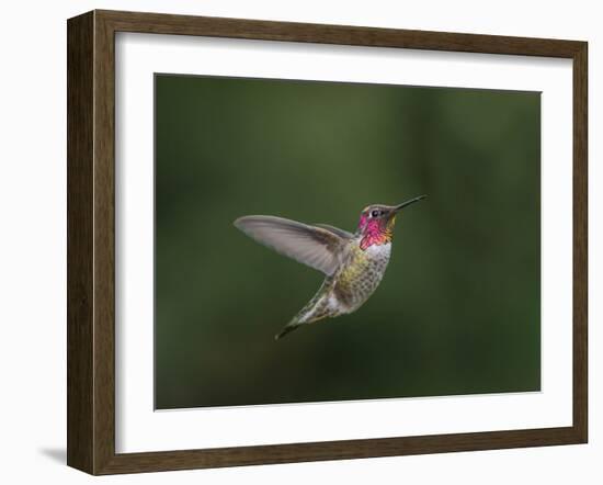 USA, WA. Male Anna's Hummingbird (Calypte anna) displays its gorget while hovering in flight.-Gary Luhm-Framed Photographic Print