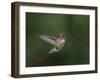 USA, WA. Male Anna's Hummingbird (Calypte anna) displays its gorget while hovering in flight.-Gary Luhm-Framed Photographic Print