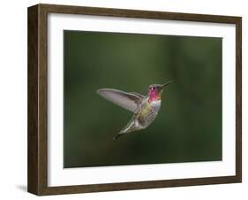 USA, WA. Male Anna's Hummingbird (Calypte anna) displays its gorget while hovering in flight.-Gary Luhm-Framed Photographic Print