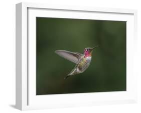 USA, WA. Male Anna's Hummingbird (Calypte anna) displays its gorget while hovering in flight.-Gary Luhm-Framed Photographic Print