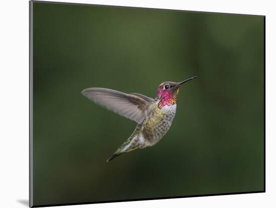 USA, WA. Male Anna's Hummingbird (Calypte anna) displays its gorget while hovering in flight.-Gary Luhm-Mounted Photographic Print