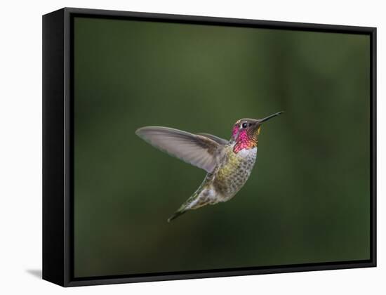 USA, WA. Male Anna's Hummingbird (Calypte anna) displays its gorget while hovering in flight.-Gary Luhm-Framed Stretched Canvas