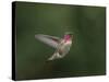 USA, WA. Male Anna's Hummingbird (Calypte anna) displays its gorget while hovering in flight.-Gary Luhm-Stretched Canvas