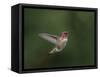 USA, WA. Male Anna's Hummingbird (Calypte anna) displays its gorget while hovering in flight.-Gary Luhm-Framed Stretched Canvas