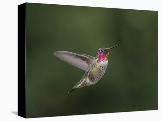 USA, WA. Male Anna's Hummingbird (Calypte anna) displays its gorget while hovering in flight.-Gary Luhm-Stretched Canvas