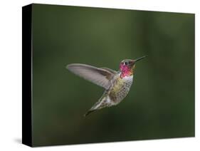 USA, WA. Male Anna's Hummingbird (Calypte anna) displays its gorget while hovering in flight.-Gary Luhm-Stretched Canvas