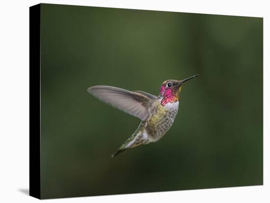 USA, WA. Male Anna's Hummingbird (Calypte anna) displays its gorget while hovering in flight.-Gary Luhm-Stretched Canvas