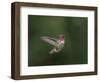 USA, WA. Male Anna's Hummingbird (Calypte anna) displays its gorget while hovering in flight.-Gary Luhm-Framed Photographic Print