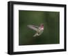 USA, WA. Male Anna's Hummingbird (Calypte anna) displays its gorget while hovering in flight.-Gary Luhm-Framed Photographic Print