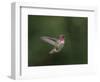 USA, WA. Male Anna's Hummingbird (Calypte anna) displays its gorget while hovering in flight.-Gary Luhm-Framed Photographic Print