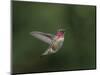 USA, WA. Male Anna's Hummingbird (Calypte anna) displays its gorget while hovering in flight.-Gary Luhm-Mounted Photographic Print