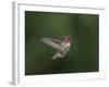 USA, WA. Male Anna's Hummingbird (Calypte anna) displays its gorget while hovering in flight.-Gary Luhm-Framed Photographic Print