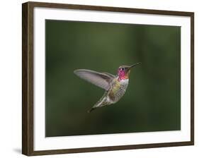 USA, WA. Male Anna's Hummingbird (Calypte anna) displays its gorget while hovering in flight.-Gary Luhm-Framed Photographic Print