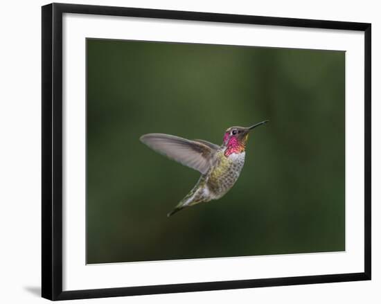 USA, WA. Male Anna's Hummingbird (Calypte anna) displays its gorget while hovering in flight.-Gary Luhm-Framed Photographic Print