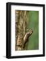 USA, WA. Male Hairy Woodpecker (Picoides villosus) feeding chick at nest in western Washington.-Gary Luhm-Framed Photographic Print