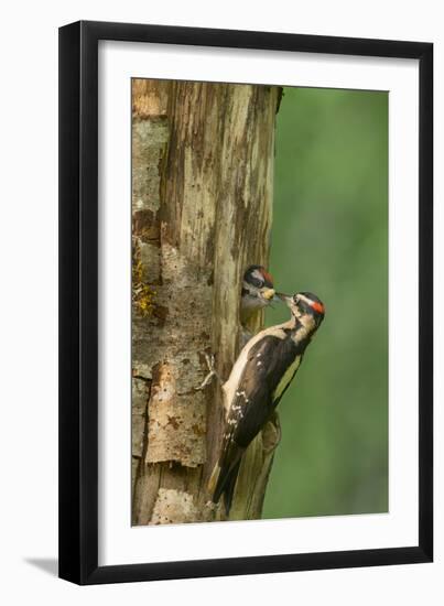 USA, WA. Male Hairy Woodpecker (Picoides villosus) feeding chick at nest in western Washington.-Gary Luhm-Framed Photographic Print