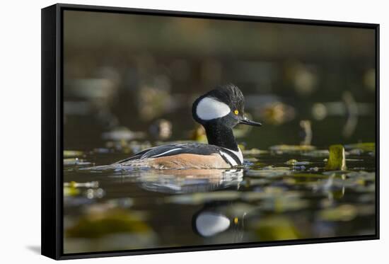 USA, WA. Male Hooded Merganser (Lophodytes cucullatus) among lily pads on Union Bay in Seattle.-Gary Luhm-Framed Stretched Canvas