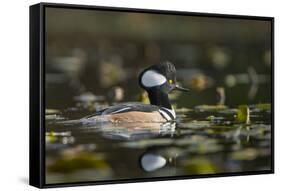 USA, WA. Male Hooded Merganser (Lophodytes cucullatus) among lily pads on Union Bay in Seattle.-Gary Luhm-Framed Stretched Canvas