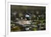 USA, WA. Male Hooded Merganser (Lophodytes cucullatus) among lily pads on Union Bay in Seattle.-Gary Luhm-Framed Photographic Print