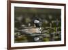 USA, WA. Male Hooded Merganser (Lophodytes cucullatus) among lily pads on Union Bay in Seattle.-Gary Luhm-Framed Photographic Print