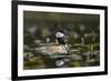 USA, WA. Male Hooded Merganser (Lophodytes cucullatus) among lily pads on Union Bay in Seattle.-Gary Luhm-Framed Photographic Print