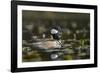 USA, WA. Male Hooded Merganser (Lophodytes cucullatus) among lily pads on Union Bay in Seattle.-Gary Luhm-Framed Photographic Print