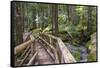 USA, WA, Olympic Mountains. Bridge over Lena Creek. Lena Lake trail Olympic National Forest.-Trish Drury-Framed Stretched Canvas