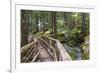 USA, WA, Olympic Mountains. Bridge over Lena Creek. Lena Lake trail Olympic National Forest.-Trish Drury-Framed Photographic Print