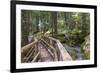 USA, WA, Olympic Mountains. Bridge over Lena Creek. Lena Lake trail Olympic National Forest.-Trish Drury-Framed Photographic Print