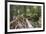 USA, WA, Olympic Mountains. Bridge over Lena Creek. Lena Lake trail Olympic National Forest.-Trish Drury-Framed Photographic Print