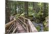 USA, WA, Olympic Mountains. Bridge over Lena Creek. Lena Lake trail Olympic National Forest.-Trish Drury-Mounted Photographic Print