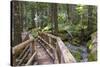 USA, WA, Olympic Mountains. Bridge over Lena Creek. Lena Lake trail Olympic National Forest.-Trish Drury-Stretched Canvas