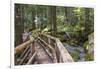 USA, WA, Olympic Mountains. Bridge over Lena Creek. Lena Lake trail Olympic National Forest.-Trish Drury-Framed Photographic Print