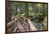 USA, WA, Olympic Mountains. Bridge over Lena Creek. Lena Lake trail Olympic National Forest.-Trish Drury-Framed Photographic Print