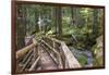 USA, WA, Olympic Mountains. Bridge over Lena Creek. Lena Lake trail Olympic National Forest.-Trish Drury-Framed Photographic Print