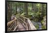 USA, WA, Olympic Mountains. Bridge over Lena Creek. Lena Lake trail Olympic National Forest.-Trish Drury-Framed Photographic Print