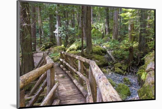 USA, WA, Olympic Mountains. Bridge over Lena Creek. Lena Lake trail Olympic National Forest.-Trish Drury-Mounted Photographic Print