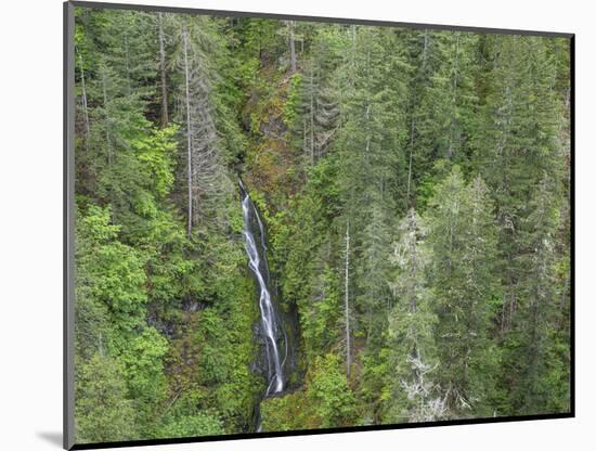 USA, WA, Olympic Mountains. View of South Fork Skokomish River and forest from High Steel Bridge.-Jaynes Gallery-Mounted Photographic Print