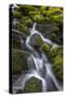 USA, WA, Olympic National Park. Cedar Creek scenic.-Jaynes Gallery-Stretched Canvas