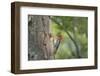 USA, WA. Red-breasted Sapsucker (Sphyrapicus ruber) mated pair at their nest in a red alder snag.-Gary Luhm-Framed Photographic Print
