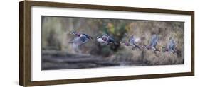 USA, WA. Sequence flight of an adult male Wood Duck (Aix Sponsa) over a marsh-Gary Luhm-Framed Photographic Print