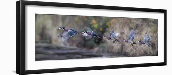 USA, WA. Sequence flight of an adult male Wood Duck (Aix Sponsa) over a marsh-Gary Luhm-Framed Photographic Print