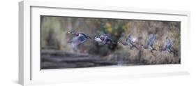 USA, WA. Sequence flight of an adult male Wood Duck (Aix Sponsa) over a marsh-Gary Luhm-Framed Photographic Print