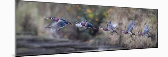 USA, WA. Sequence flight of an adult male Wood Duck (Aix Sponsa) over a marsh-Gary Luhm-Mounted Photographic Print