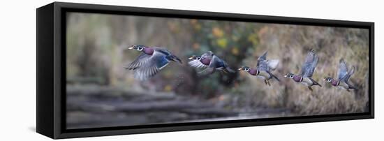 USA, WA. Sequence flight of an adult male Wood Duck (Aix Sponsa) over a marsh-Gary Luhm-Framed Stretched Canvas