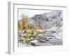 USA, Washington. Alpine Lakes Wilderness, Enchantment Lakes, Golden Larch trees at Magic Meadow-Jamie & Judy Wild-Framed Photographic Print