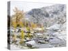 USA, Washington. Alpine Lakes Wilderness, Enchantment Lakes, Golden Larch trees at Magic Meadow-Jamie & Judy Wild-Stretched Canvas