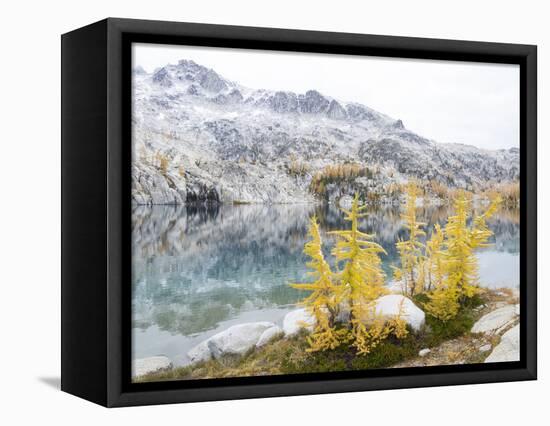 USA, Washington. Alpine Lakes Wilderness, Enchantment Lakes, Golden Larch trees at Perfection Lake-Jamie & Judy Wild-Framed Stretched Canvas