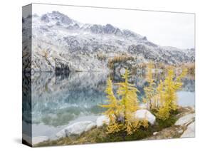 USA, Washington. Alpine Lakes Wilderness, Enchantment Lakes, Golden Larch trees at Perfection Lake-Jamie & Judy Wild-Stretched Canvas