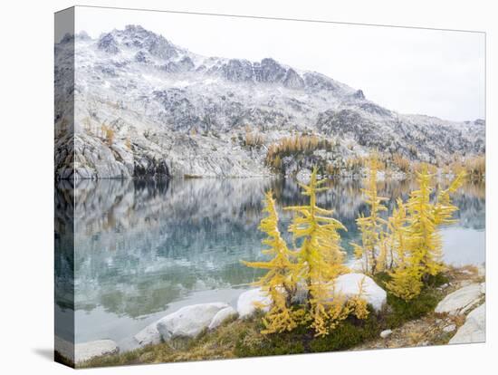 USA, Washington. Alpine Lakes Wilderness, Enchantment Lakes, Golden Larch trees at Perfection Lake-Jamie & Judy Wild-Stretched Canvas